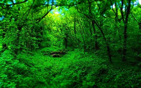 79 Green Landscape Wallpaper Hd Pics Myweb