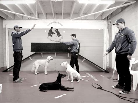 Dog Training Schools In Los Angeles Dog Obedience Courses Online