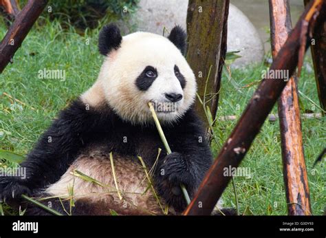 Oso Panda En Chengdu Base De Investigación De Cría De Panda Gigante