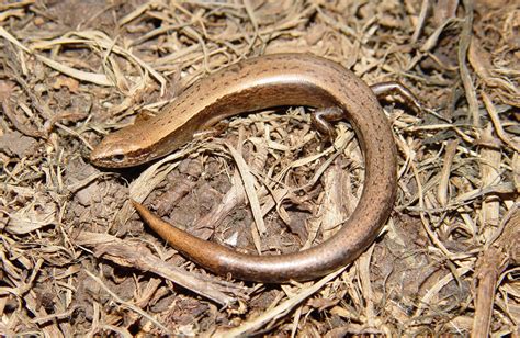 Little Brown Skink Scincella Lateralis Amphibians And Reptiles Of