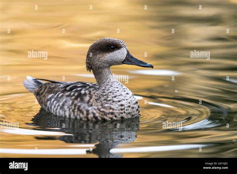 Marbled Teal Marmaronetta Angustirostris Swimming Side View Stock