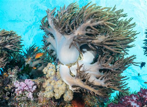 Photographs Of Namena Marine Reserve Fiji Islands Natural History