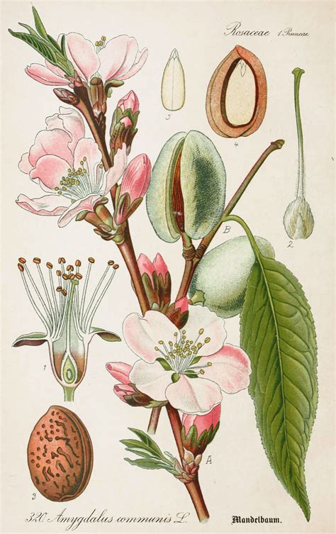 Botanical Illustration Vintage Antique Botanical Print Botanical Drawings