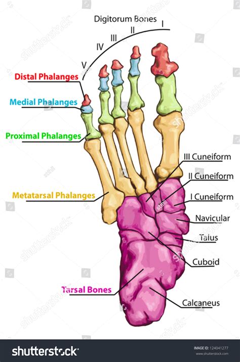Skeletal Legs And Foot Anatomy