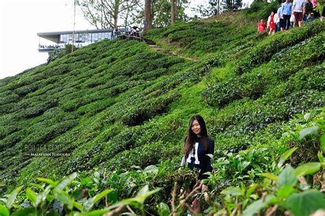 Why don't you try malaysia's most popular tea drink? BOH Tea Centre Sungai Palas, Cameron Highlands | Malaysian ...