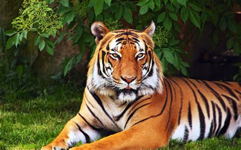 Awesome Royal Filled Hd Tiger Wallpapers Hand Picked Stugon