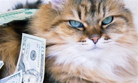 Simply browse an extensive selection of the best with money cat and filter by best match or price to find one that suits you! Funny Pictures Of Cats Posing With Money