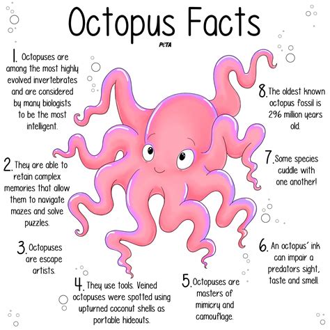 10 Crazy Facts About Octopus