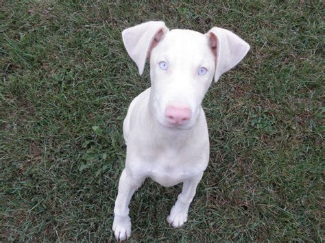 White Doberman Puppies For Sale Adoption From Birch Run Michigan