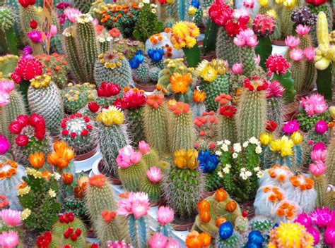How To Care For Flowering Cactus Varieties Houseplant Central