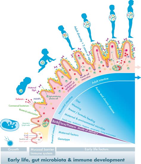 The First Thousand Days Intestinal Microbiology Of Early Life