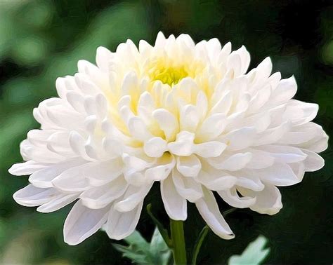 Jual 5 Benih Bibit Bunga Krisan Chrysanthemum White Di Lapak Ligno