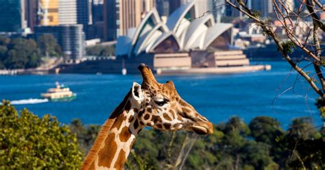 Taronga Zoo Sydney Tickets Getyourguide