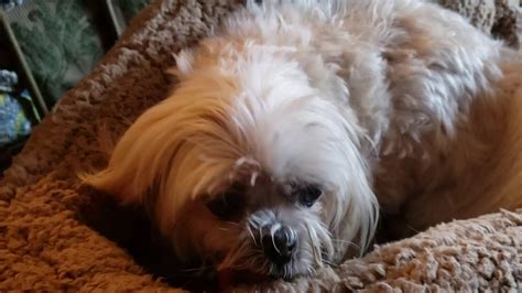 Goodbye For Now To My Dear Friend Shih Tzu Binkie Miracle Story Of How We Rescued Her Yrs