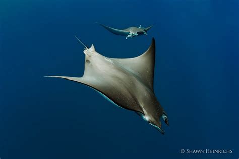 Devil Rays In Distress Protecting The “mini Mantas” National