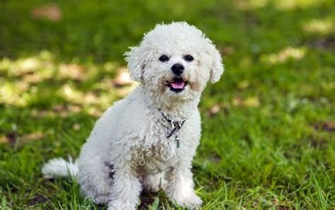 Bichon Frise Five Tips For Taking Special Care