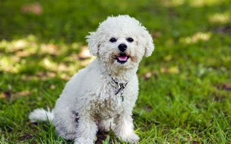 Bichon Frise: Five Tips for Taking Special Care