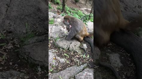 Adorable Baby Monkeys 🙊 Monkey Lyly 😍 Tik Tok Animals126 Youtube