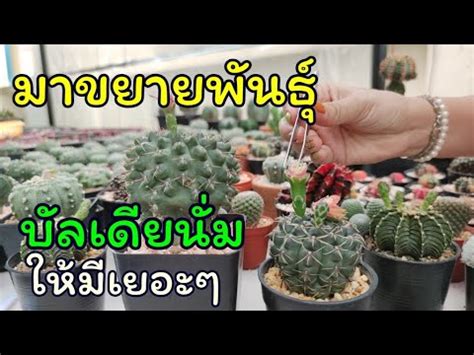 Take it from the players hundreds of hours in: วิธีผสมเกสรยิมโนบัลเดียนั่มให้ติดง่าย [How To Pollinate ...