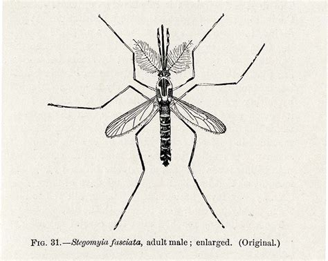 Illustration Of Stegomyia Fasciata Now Known As Aedes Aegypti In
