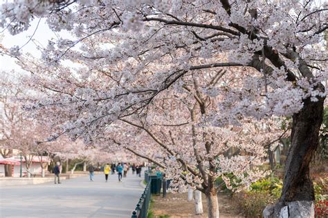 봄 자연 풍경 벚꽃 사진 무료 다운로드 Lovepik