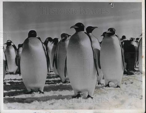 2020 Emperor Penguins Of Antarctica Inger Vandyke