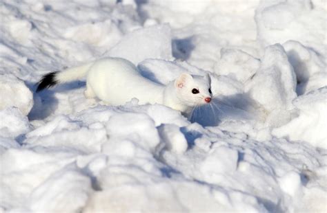 Ermine Short Tailed Weasel Carnival Of The Animals Cute Animals