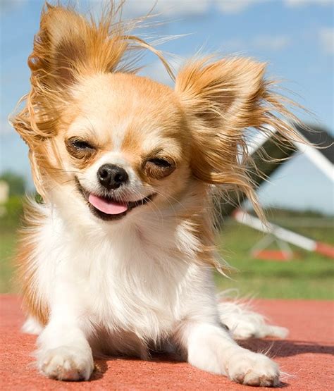 Chihuahua Woofipedia Provided By The American Kennel Club