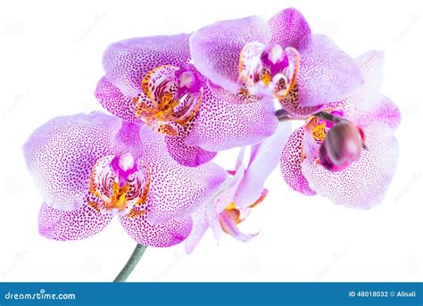 Beautiful Twig Pointed Lilac Orchid Phalaenopsis Is Isolated On Stock