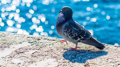 80 Pigeon Hd Wallpapers And Backgrounds