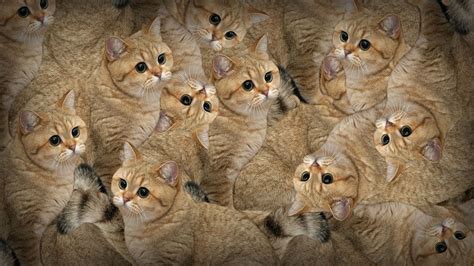 Funny Cat Wallpaper 4k