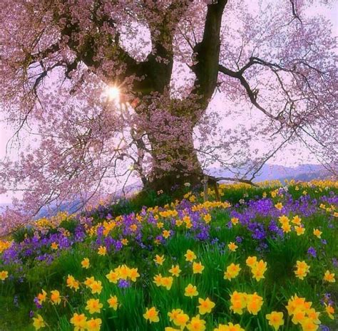The Sun Shines Brightly Through The Trees And Flowers On This Hill In