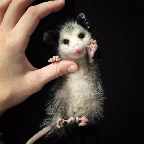 Opossum Baby Possum Cute Animals Awesome Possum