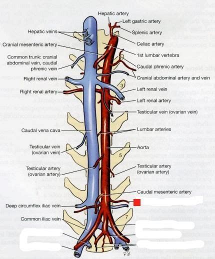 The Aorta And The Inferior Vena Cava Steve Gallik
