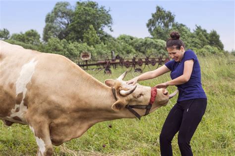 Woman And A Cow Stock Image Image Of Feed Nature Animal 55878715