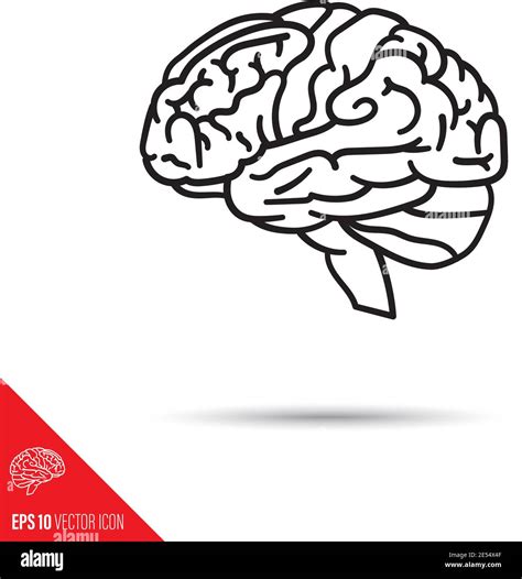 Icono De La L Nea Vectorial Del Cerebro Humano Imagen Vector De Stock
