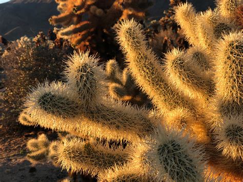 Therefore it`s better to cover them with some wax or glue and remove them when the cover material is hardened. How to Visit Joshua Tree National Park in 1 or 2 Days ...