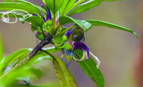 Euphorbia is a strange and herbaceous plant which is considered to be inherent in india and has become pantropical. Опылители растений - Насекомые - insects, энтомология