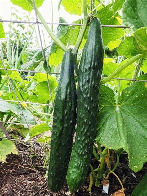 Organic Suyo Long Cucumber Seeds Heirloom Fast Flat Etsy Canada