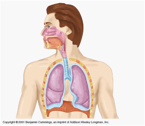 Перевод слова respiratory, американское и британское произношение, транскрипция, словосочетания, однокоренные слова, примеры использования. The Respiratory System