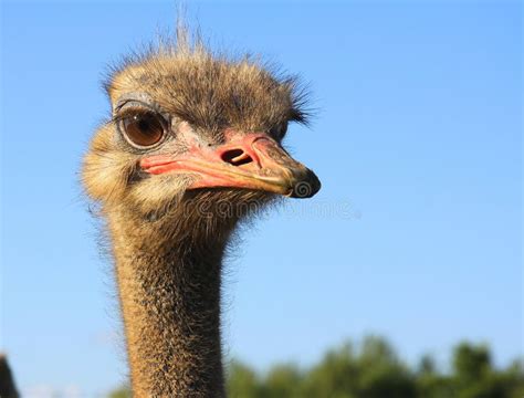 The Look Of Curious Ostrich Close Up Stock Photo Image Of Bill