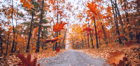 Fall Photography Tips For Foliage And More Artifact Uprising