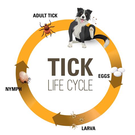 The Life And Death Of Fleas And Ticks On Dogs