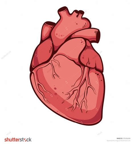How To Draw A Real Heart Step By Step Real Heart Drawing How To Draw A