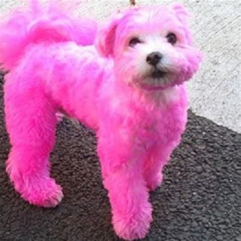 Pink Puppy Youtube