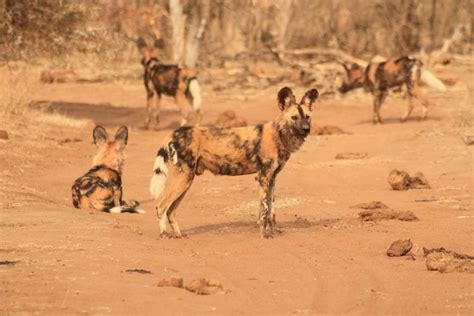 Learn About African Wild Dogs The Expedition Project