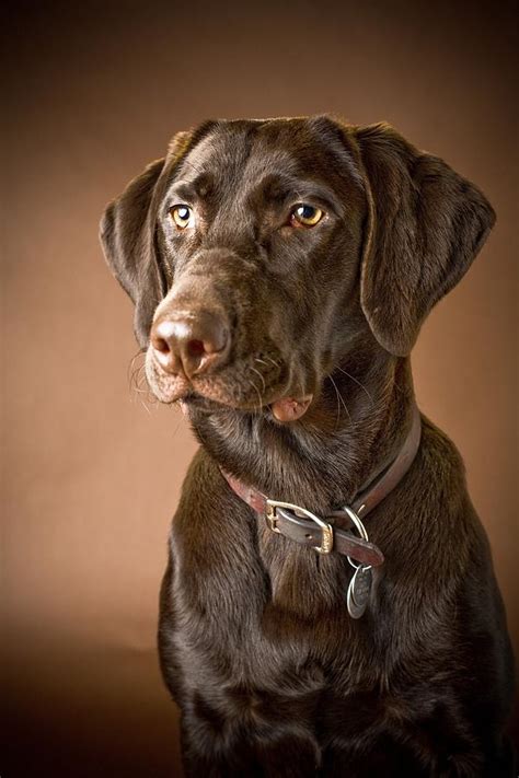 Chocolate Labrador Retriever Portrait Photograph By David Duchemin