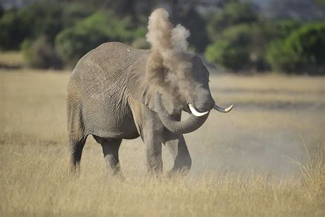 Elephant Blowing Dust Over Himself Elephant Blowing Dust O Flickr