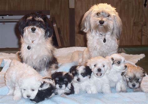 What You Should Know About Havanese Puppies
