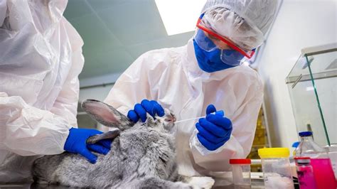 Petition · Stop Cosmetic Animal Testing ·